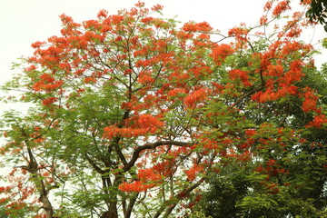 krishnochuda flower in bangladesh