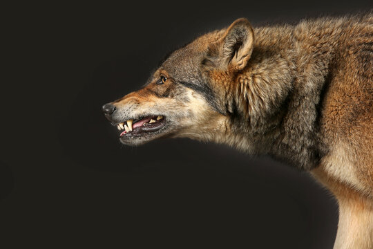 Wolf fletscht die Zähne, Studiofoto vor schwarzem Hintergrund, Hybrid aus 70% Wolf und 30% Hund