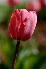 flowers up close