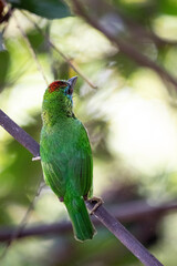 Red - throated Barbet
