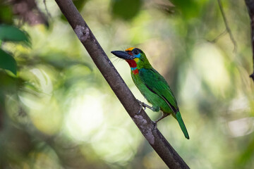 Red - throated Barbet