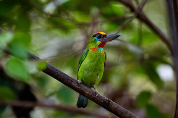 Red - throated Barbet