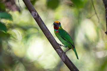 Red - throated Barbet