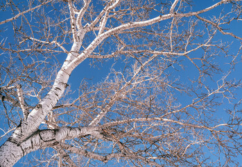 Abstract winter background with white tree on blue sky backdrop. Winter forest background.