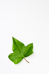 Natural green leaves on white background with copy-space