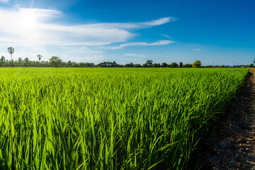Scenic view landscape of Rice field green grass with field cornfield or in Asia country agriculture harvest with fluffy clouds blue sky daylight background.
