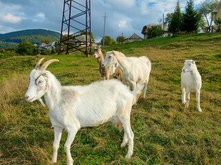 Obraz premium Young goats graze on the mountain. Transcarpathia