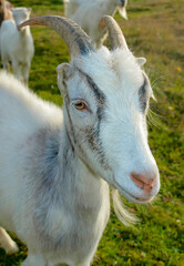 Young goats graze on the mountain. Transcarpathia