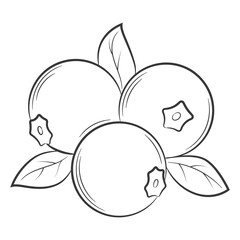 blueberries, cranberries, wild berries,berry in a linear style. Black and white vector decorative element, drawn by hand.