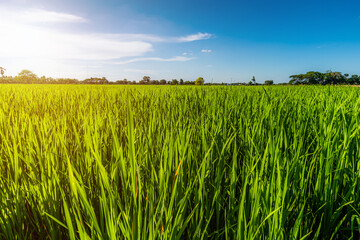 Scenic view landscape of Rice field green grass with field cornfield or in Asia country agriculture harvest with fluffy clouds blue sky daylight background.