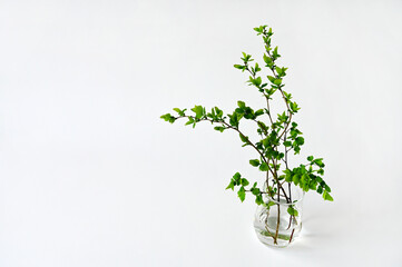 tree branch with young green leaves in a glass vase on a white background. Space for text