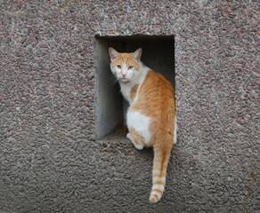 A red-and-white tabby cat sits on a basement window in a gray wall