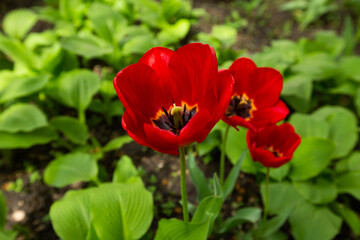 red tulips in the garden