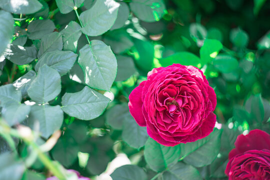 4 7 Best 赤紫 Images Stock Photos Vectors Adobe Stock