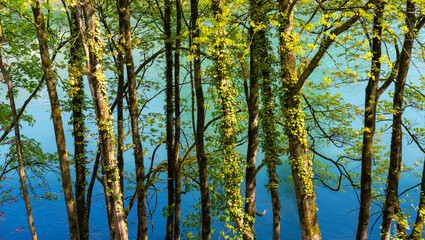 green springtime trees with a vibrant blue river behind