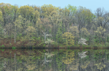 Landscape of the spring shoreline of Eagle Lake with dogwoods in bloom and with mirrored reflections in calm water, Fort Custer State Park, Michigan, USA