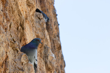 Portrait gray dove sits on the rock wall with defocused background.