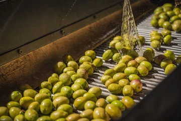 Zelfklevend Fotobehang Green olives get wash in production line for being olive oil © rfan