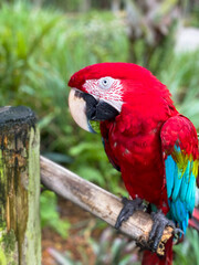 Red Macaw 