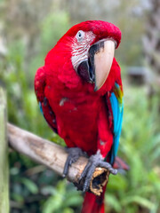 Red Macaw 