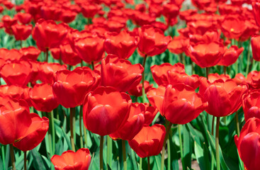 Fresh red tulip flowers in the garden