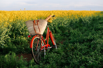 Vintage bicycle with a basket at the yellow flower field.