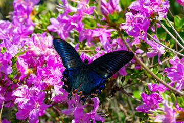 経塚山のミヤマキリシマ