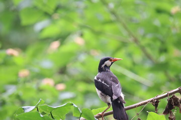 Common birds in Bangladesh