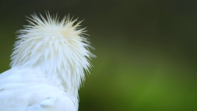 Detail of the head of an Egyptian Vulture (Neophron percnopterus). White scavenger vulture or pharaoh's chicken. In Spanish Alimoche com&uacute;n, abanto,​ guirre o buitre egipcio