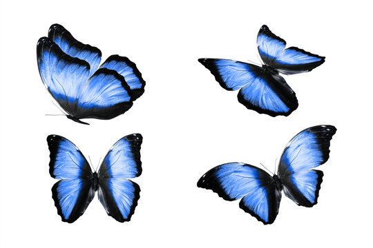 a set of colored butterflies is isolated on a white background. tropical moths. flying insects