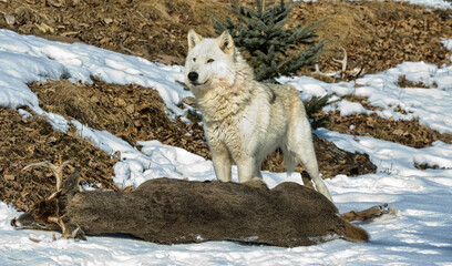 Obraz premium Timber wolf standing over kill