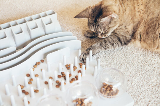 Close-up, playful cat is touching and punching kibble food with paw. Entertaining, mental challenge game for kitty, can be used for daily feeding with dry food and snacks. Slow feeder puzzle toy. 