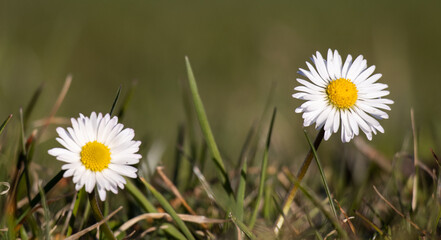 daisy in the grass