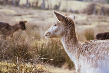 deer in the park