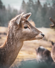 deer in the forest