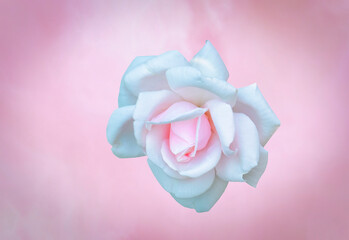 Pastel rose bud,pink background
