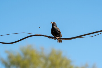 A thrush sits on a power cord to catch food