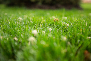 green grass background