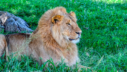 African lion portrait,close up