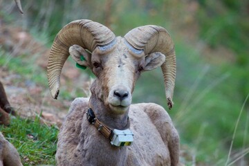 Bighorn Ram with tag and radio collar