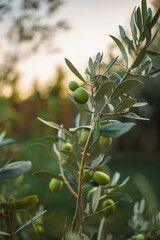 Green olives growing on tree branch
