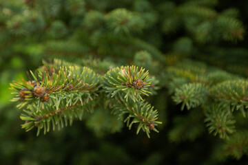 Close-up of beautiful green spruce branches with growing cones in the garden. Shallow depth of field