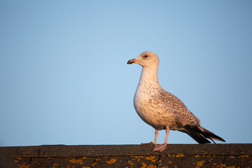 A juvenile herring gull perched on a roof