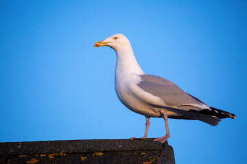 An adult herring gull perched on a roof