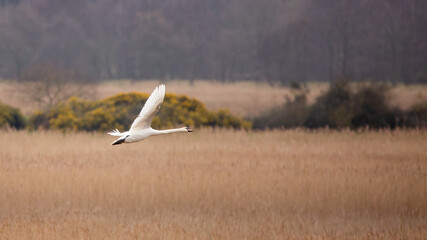 A mute swan in flight over reed beds