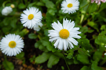 Fototapeta premium daisies in a garden