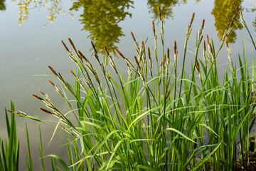 Obraz premium Blooming sedge Carex 