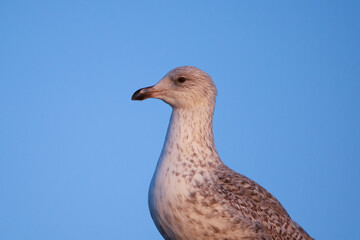 Close up portrait of a juvenile herring gull
