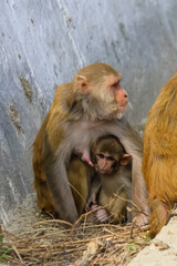 closeup of a mother macaque breast feeding baby macaque