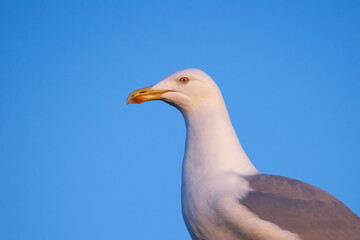 Close up portrait of a herring gull